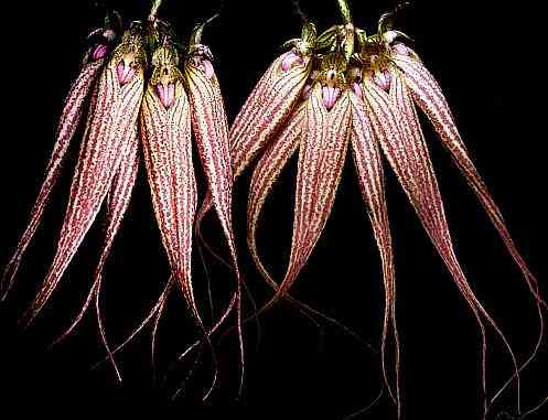 Bulbophyllum Elizabeth Ann Buckleberry 